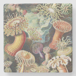 Haeckel Havsanemoner Nautisk Havsliv Konst Collage Stenunderlägg