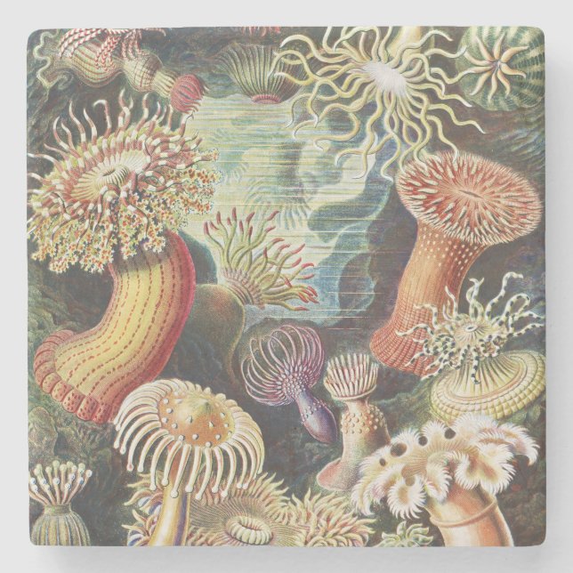 Haeckel Havsanemoner Nautisk Havsliv Konst Collage Stenunderlägg (Framsidan)