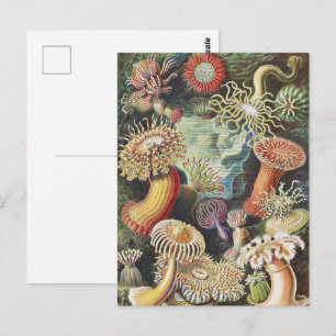 Haeckel Havsanemoner Nautisk Havsliv Konst Collage Vykort