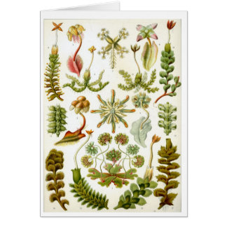 Haeckel_Hepaticae Hälsningskort