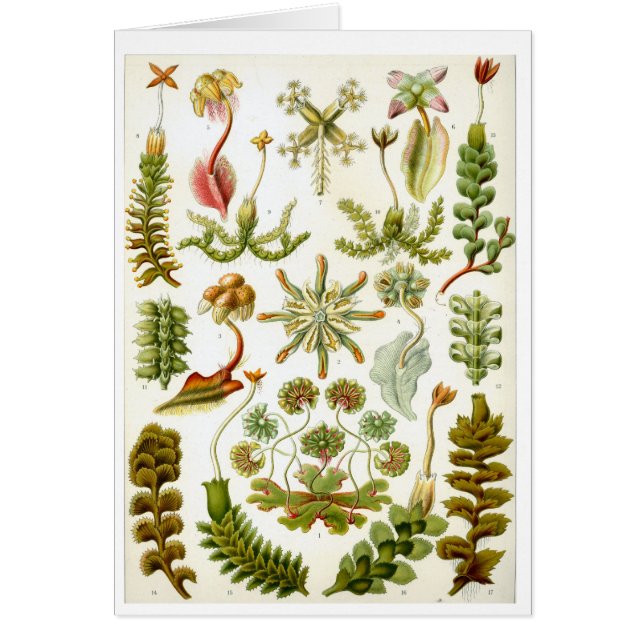 Haeckel_Hepaticae Hälsningskort (Framsidan)