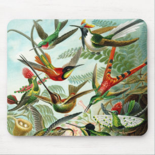 Haeckel Hummingbird Musmatta