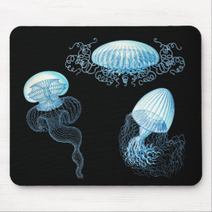 Haeckel Jellyfish Musmatta