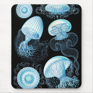 Haeckel Jellyfish Musmatta