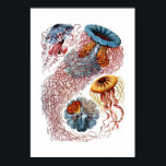 Haeckel Jellyfish Skriv ut Poster<br><div class="desc">Vintagen Haeckel Jellyfish illustrerar med stor tryckning.</div>