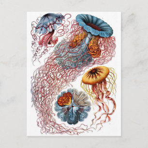 Haeckel Jellyfish Vykort
