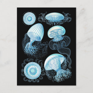 Haeckel Jellyfish Vykort