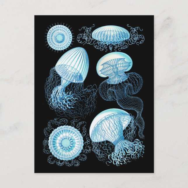 Haeckel Jellyfish Vykort (Framsida)