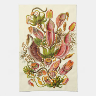 Haeckel Kännarpitcher Botanisk Illustration Kökshandduk