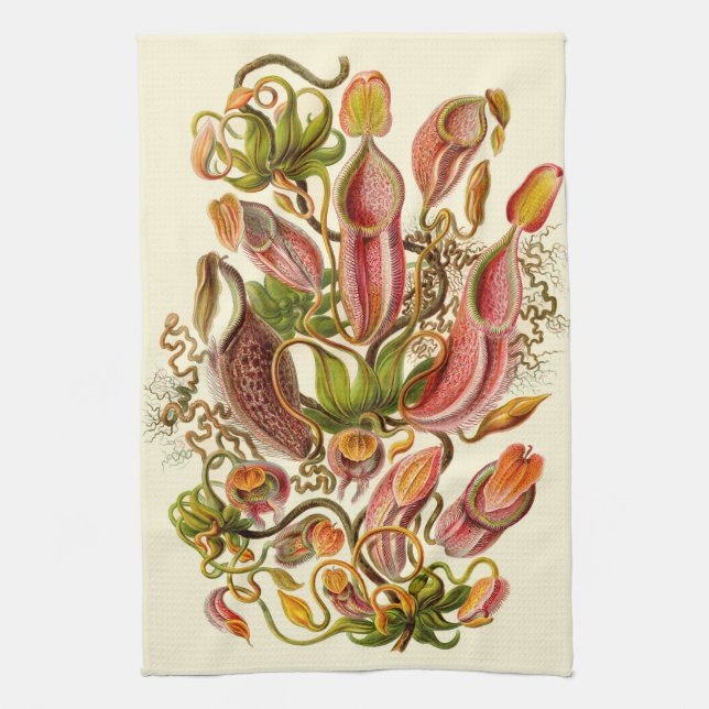 Haeckel Kännarpitcher Botanisk Illustration Kökshandduk (Vertikal)