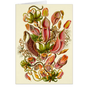 Haeckel Kannebärarväxt Illustration Alltmer Tid Al Hälsningskort