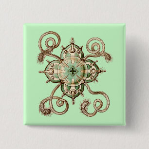 Haeckel Knapp