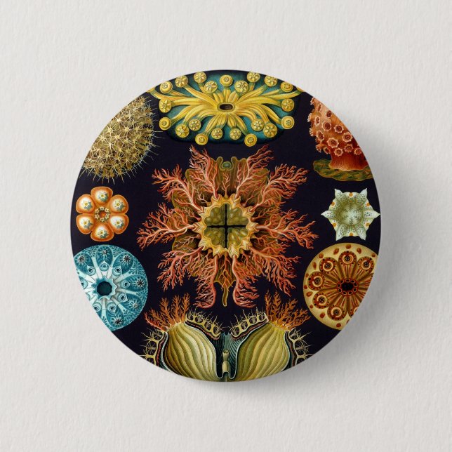 Haeckel Knapp (Framsida)