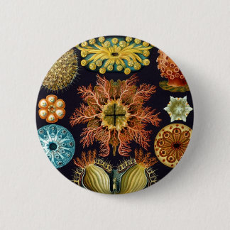 Haeckel Knapp