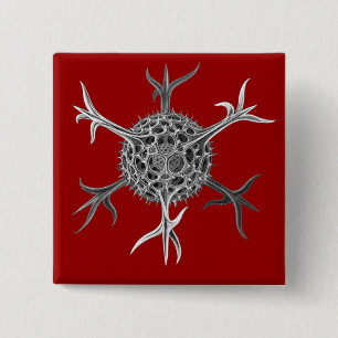 Haeckel Knapp