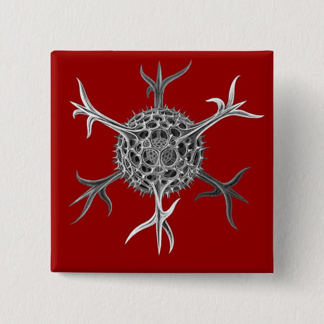 Haeckel Knapp (Framsida)