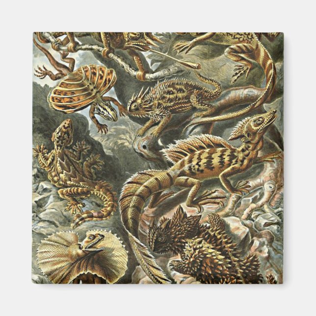 Haeckel Lizard Bearded Dragon Iguana Painting Magnet (Framsidan)