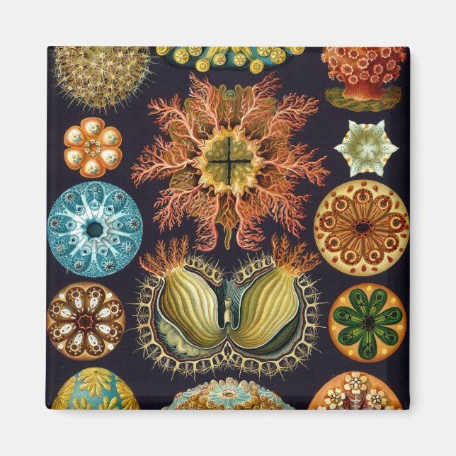 Haeckel Magnet (Framsidan)