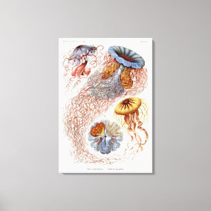 Haeckel manet, Discomedusa Canvastryck