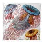 Haeckel manetkeramik kakelplatta<br><div class="desc">Den original- bilder är från 16th till tidigt - århundrade för th 20.  Sällsynta och unika färgade illustrationer av konstnärer av gammalt i deras jakt som upptäcker naturen. Detta avbildar av manet från "konstformer av naturen" illustrerades av Ernst Haeckel,  1834-1919.</div>