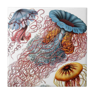 Haeckel manetkeramik kakelplatta