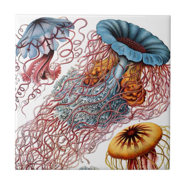 Haeckel manetkeramik kakelplatta (Framsidan)