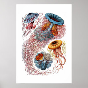 Haeckel manettryck poster