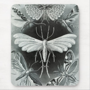 Haeckel Moths Musmatta
