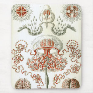 Haeckel Musmatta