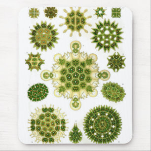 Haeckel Musmatta