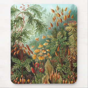 Haeckel Musmatta