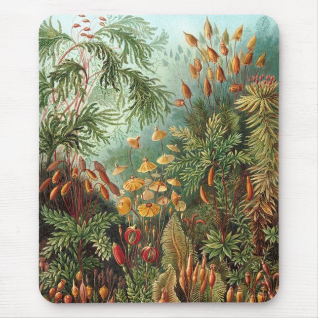 Haeckel Musmatta (Framsidan)