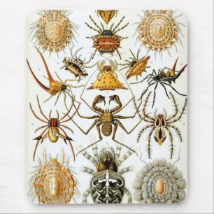 Haeckel Musmatta