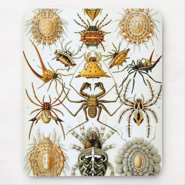 Haeckel Musmatta (Framsidan)