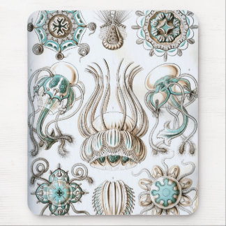 Haeckel Musmatta