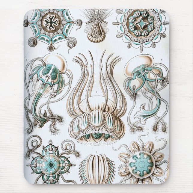 Haeckel Musmatta (Framsidan)