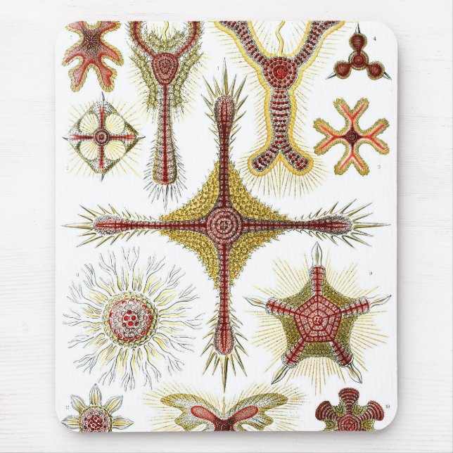 Haeckel Musmatta (Framsidan)