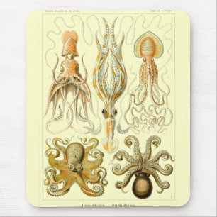 Haeckel Musmatta