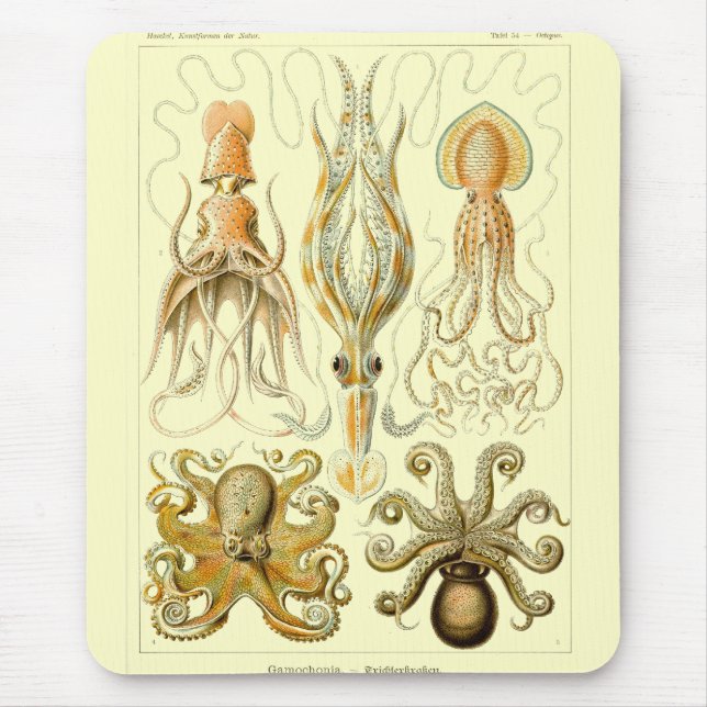 Haeckel Musmatta (Framsidan)