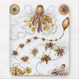 Haeckel Musmatta