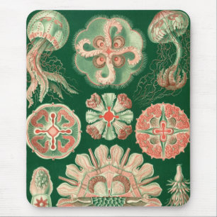 Haeckel Musmatta