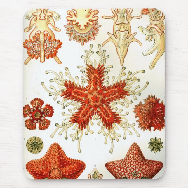Haeckel Musmatta (Framsidan)
