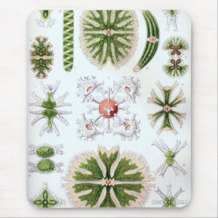 Haeckel Musmatta