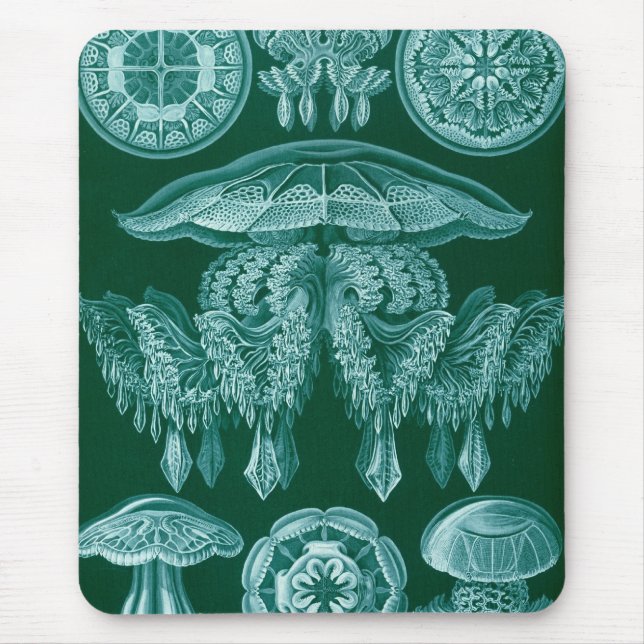 Haeckel Musmatta (Framsidan)