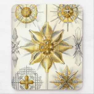 Haeckel Musmatta
