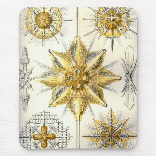 Haeckel Musmatta (Framsidan)