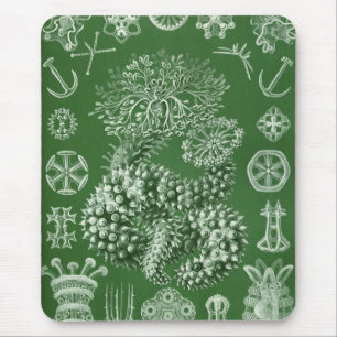 Haeckel Musmatta
