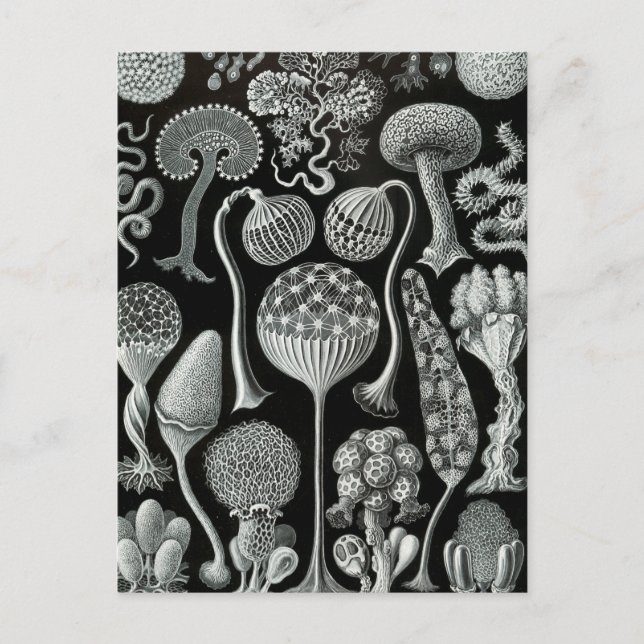 Haeckel Mycetozoa Vykort (Framsida)