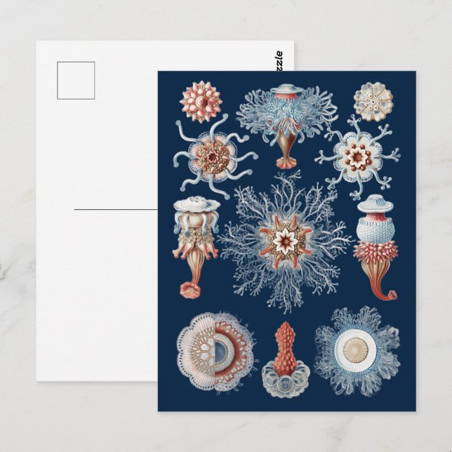 Haeckel Natur Konst Siphonophorae Antiktryck Vykort (Fram/baksida)