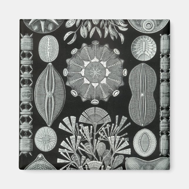 Haeckel Negativ Magnet (Framsidan)